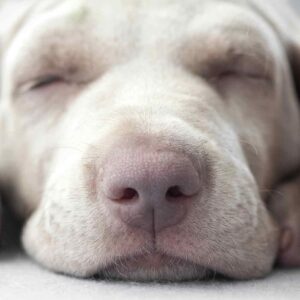 overnight dog boarding - sleeping dog face close up