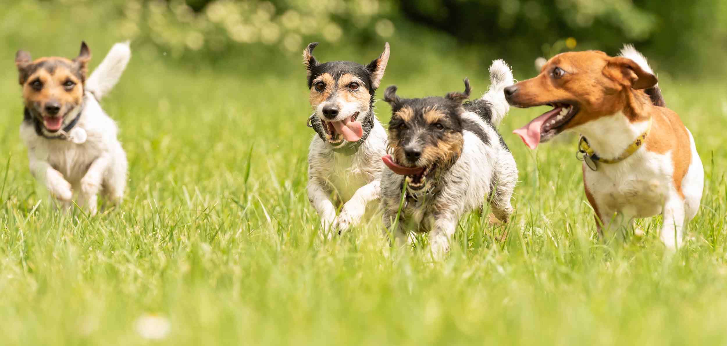 daycare-kt-dog-ranch-and-kennel