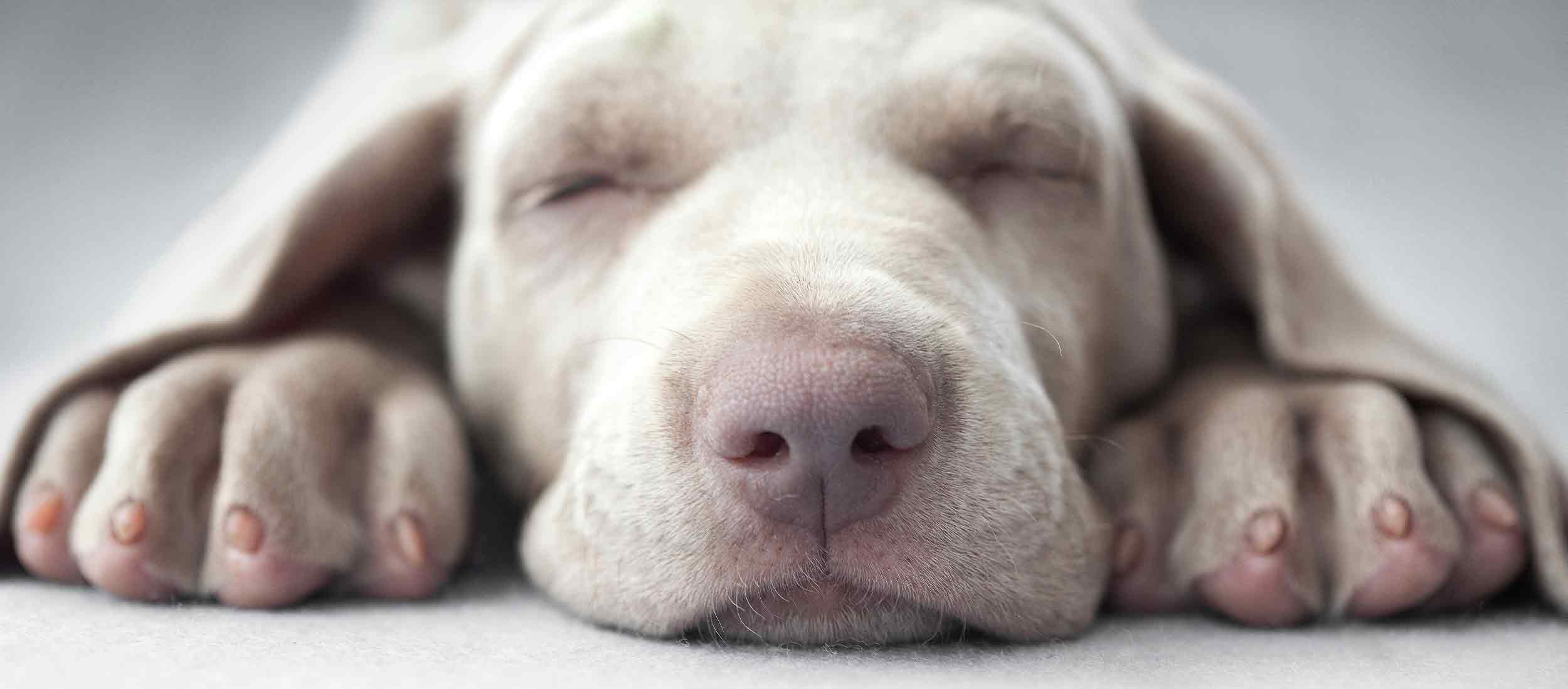 sleeping peaceful dog